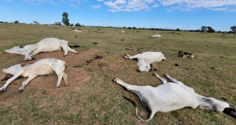 Queda brusca na temperatura causa tragédia no setor pecuário de Mato Grosso do Sul